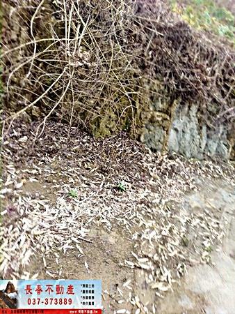 苗栗大湖農地-5