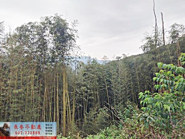 苗栗大湖農地-8