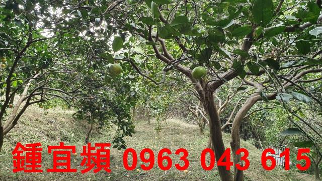 新竹芎林農地-11