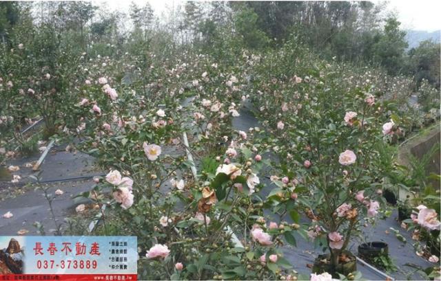 苗栗卓蘭農地-4