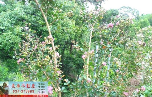 苗栗卓蘭農地-5