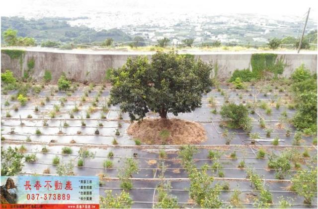 苗栗卓蘭農地-6