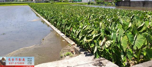 苗栗農地-1