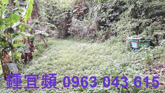 三灣農地-8