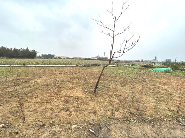 桃園新屋農地-7