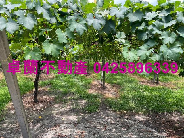 苗栗卓蘭農地-1