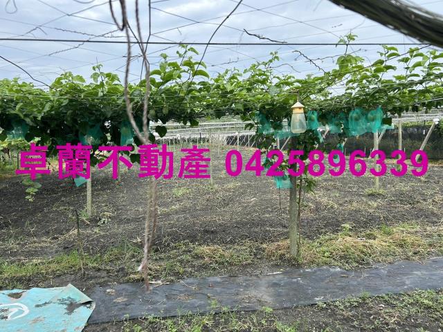 苗栗卓蘭農地-9