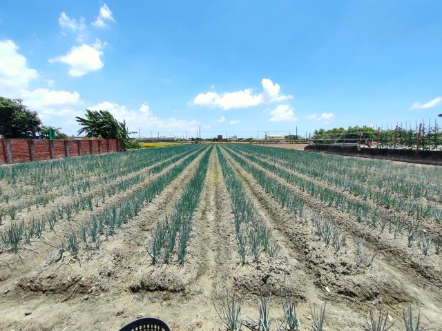 埔鹽農地-2