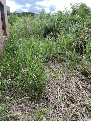 桃園平鎮農地-10