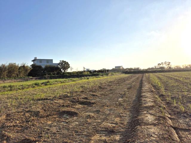 桃園新屋農地-3