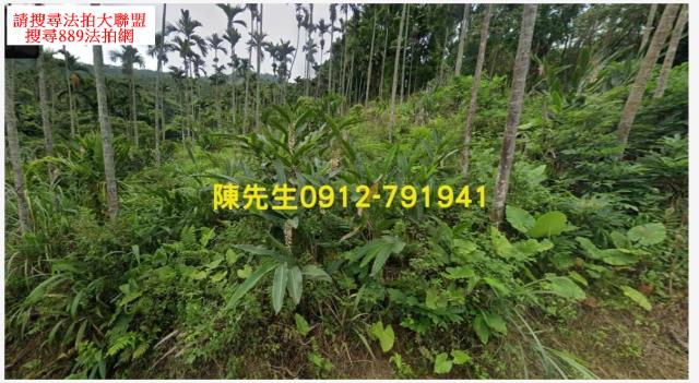 壽豐法拍農地-2