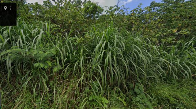 平鎮法拍農地-2