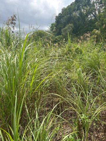 桃園大溪農地-7