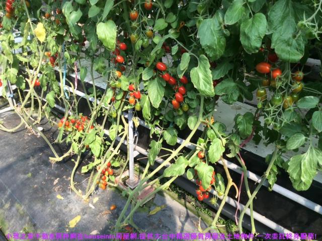 彰化花壇農地-10