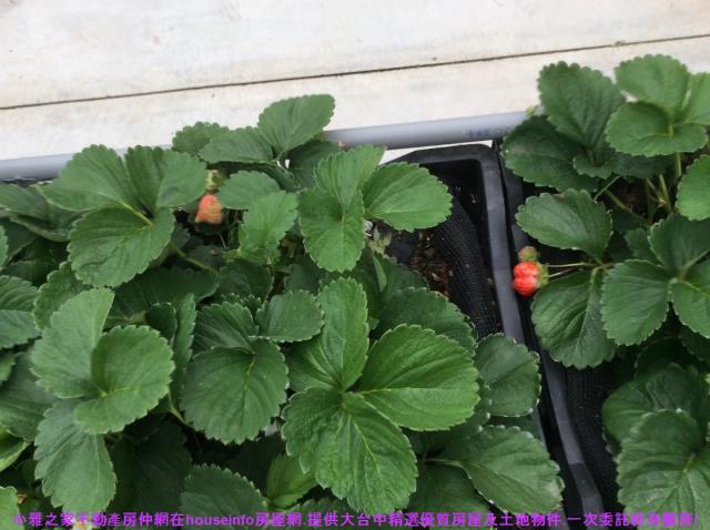 彰化花壇農地-11