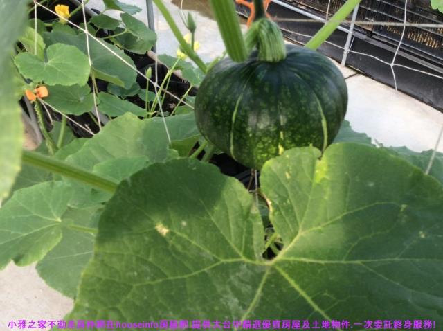 彰化花壇農地-13