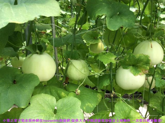 彰化花壇農地-14