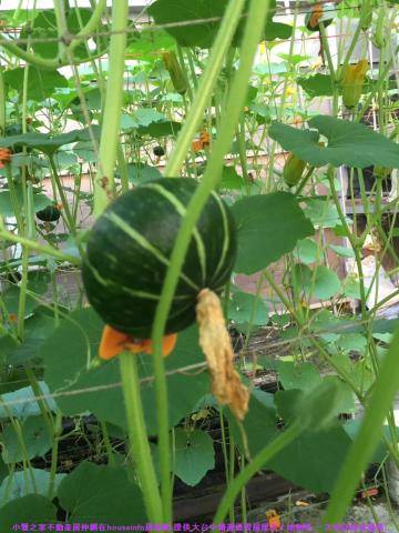 彰化花壇農地-15