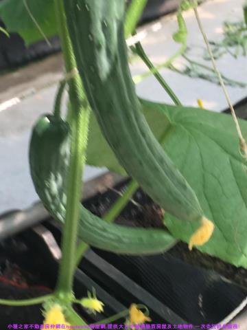 彰化花壇農地-8