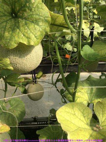 彰化花壇農地-9