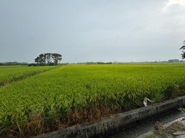 桃園新屋農地-2