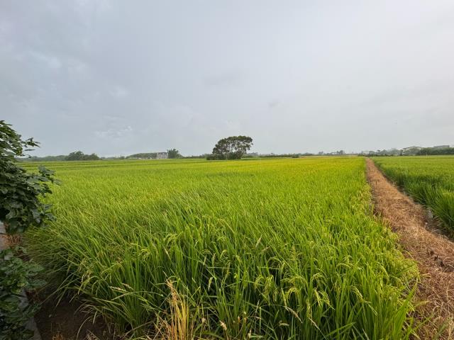 桃園新屋農地-3