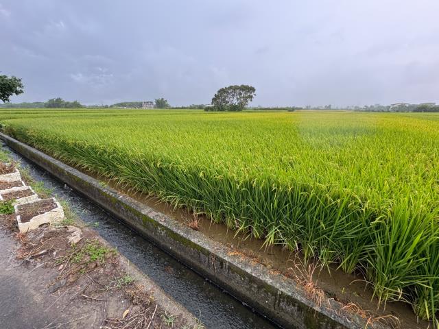 桃園新屋農地-5