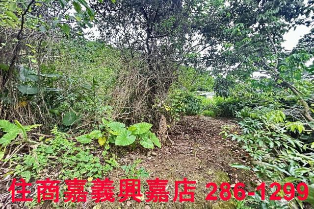 新竹芎林農地-6