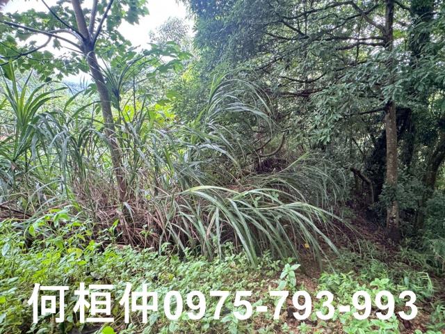 苗栗大湖農地-3