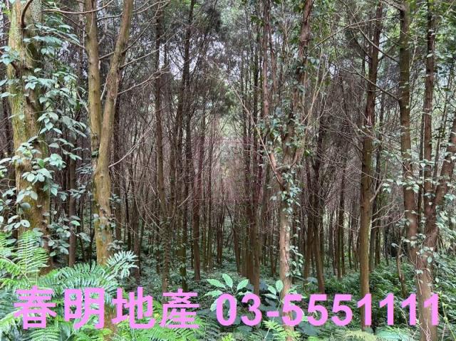 新竹橫山農地-11