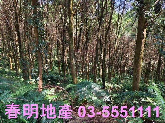 新竹橫山農地-5