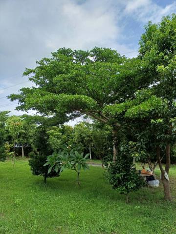 苗栗通霄農地-8