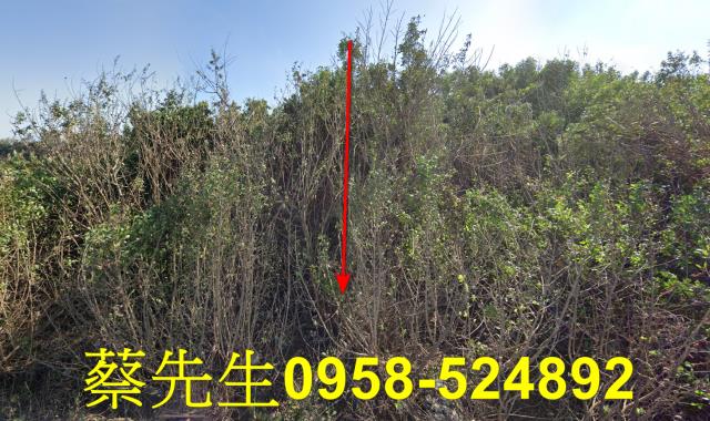 四湖農地法拍-1