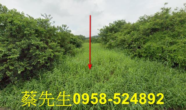 銅鑼法拍農地-9