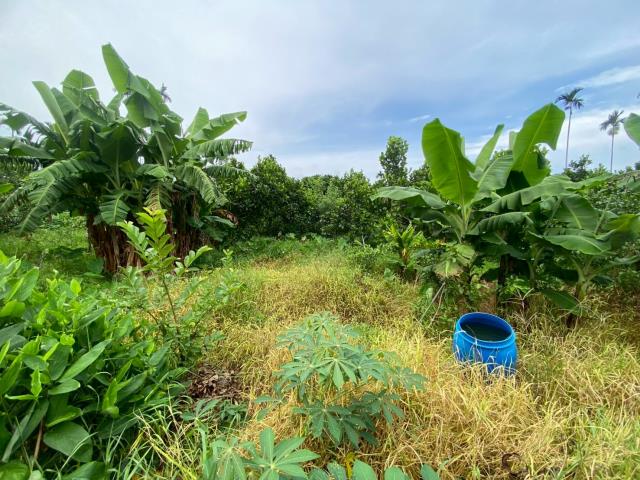 番路農地-6