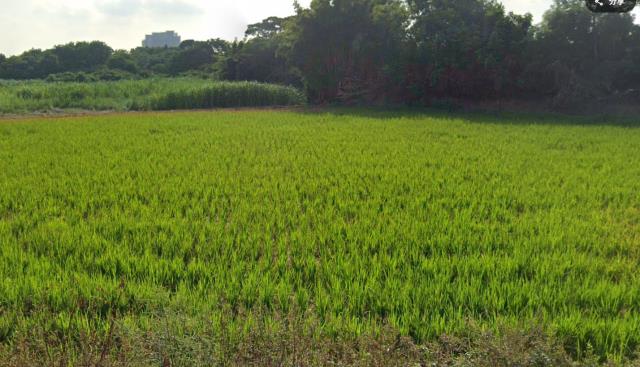 桃園農地-3