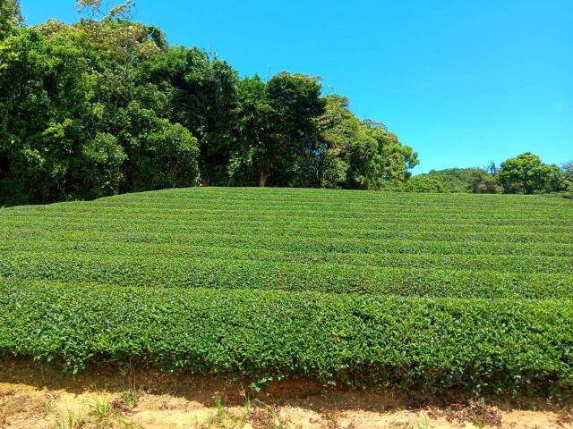 桃園龍潭農地-1