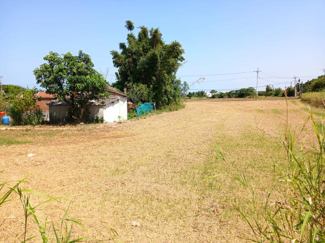 桃園大園農地-1