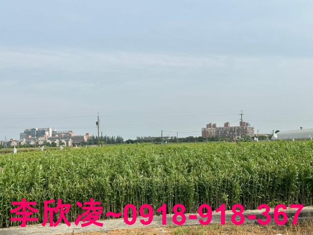 朴子農地-3