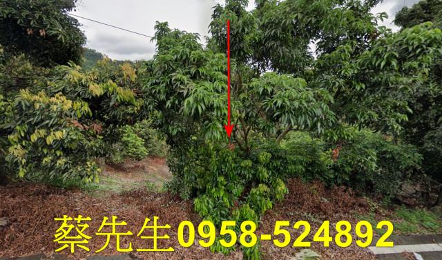 霧峰法拍農地-1