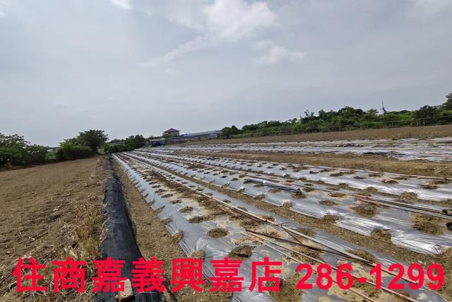 嘉義農地-6