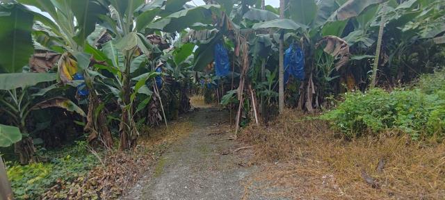 台中東勢農地-4