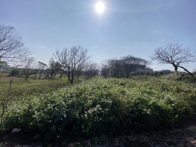 桃園大園農地-5