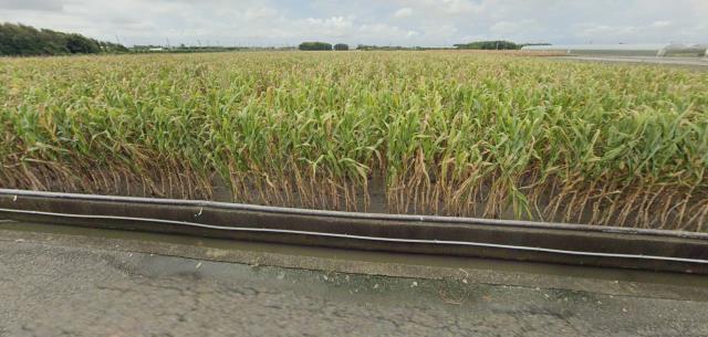 雲林東勢鄉農地法拍-8