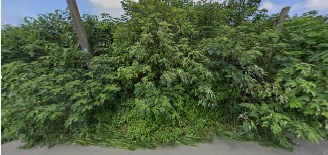 雲林崙背拍賣農地-1