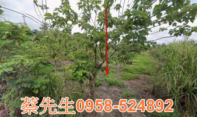 東河法拍農地-1