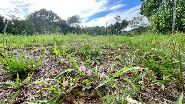 新竹竹東農地-6