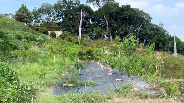 新竹寶山農地-7