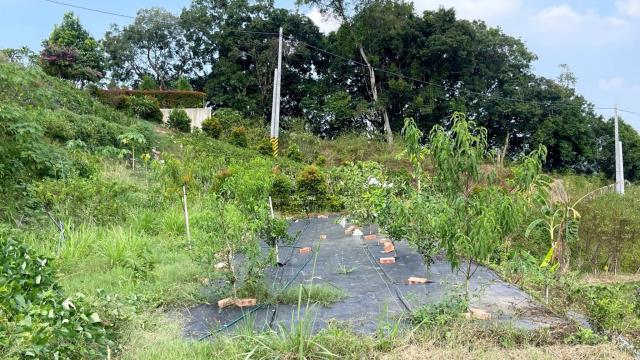 新竹寶山農地-14