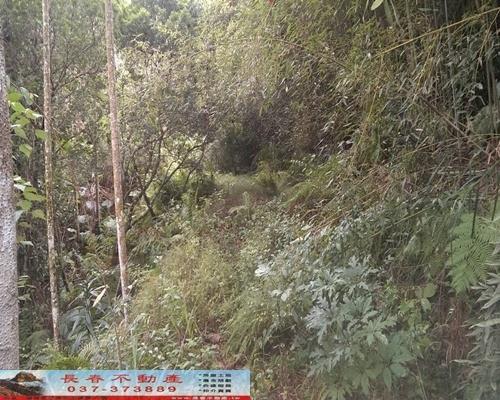 苗栗銅鑼農地-3